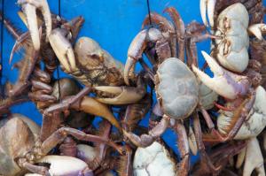 TK (GT) April - May 2010 149